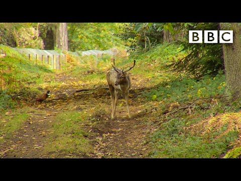 BBC: Hogyan lehet elérni az Autumnwatch élő kameráit 2021-ben
