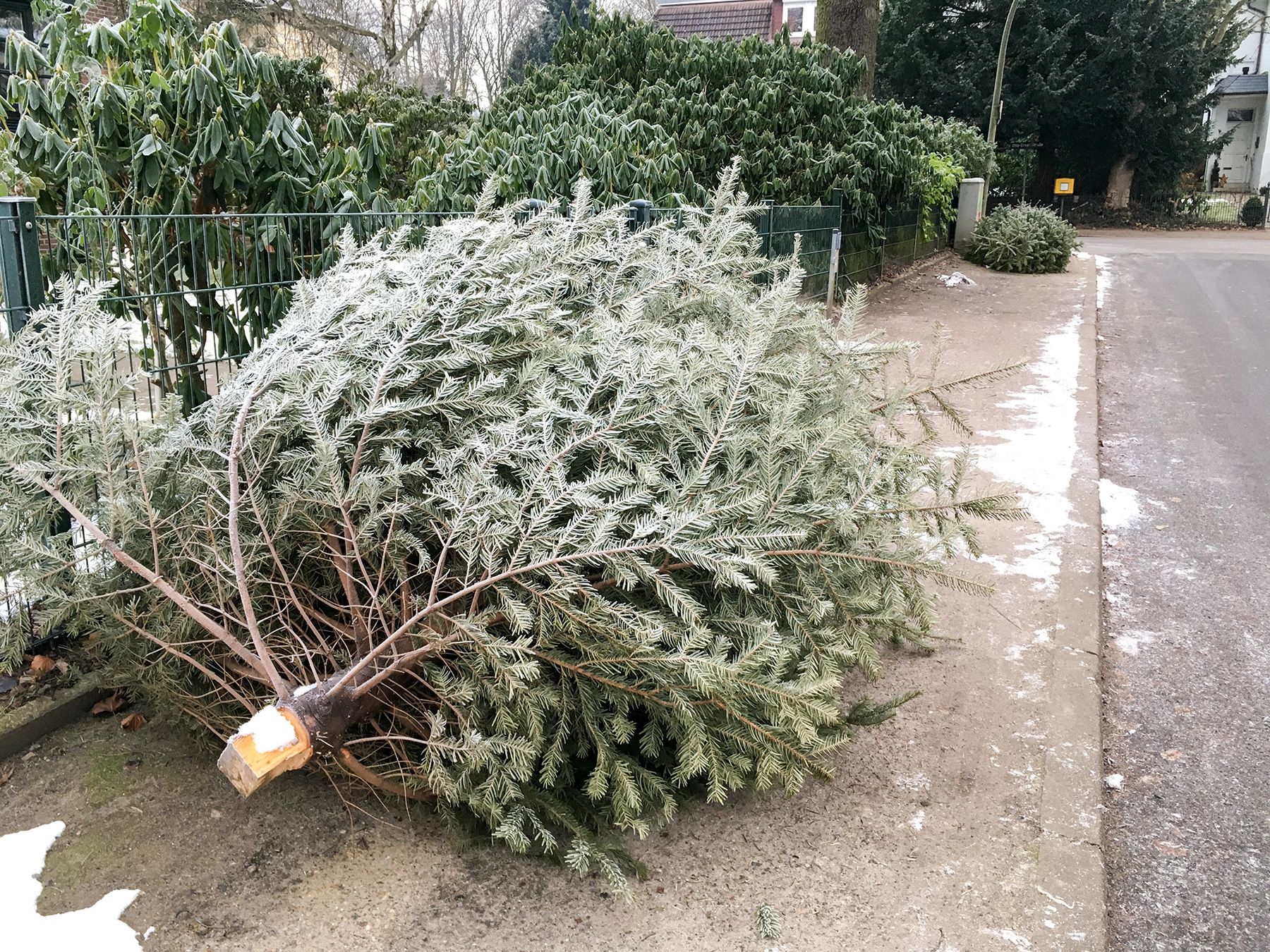 Mujer devuelve el árbol de Navidad muerto a Costco en enero y recibe un reembolso completo