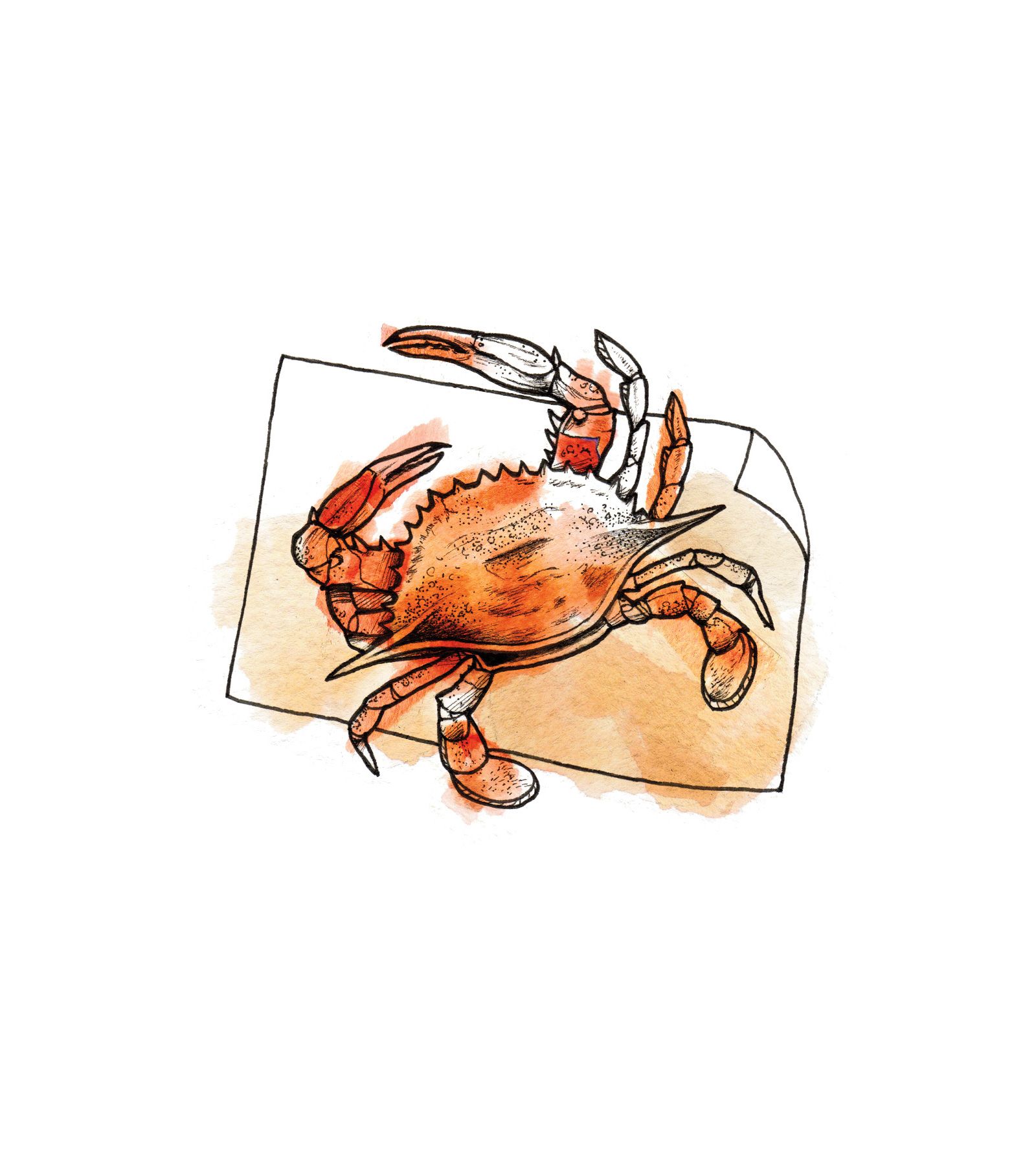 Die fachmännische Art, eine Krabbe zu essen