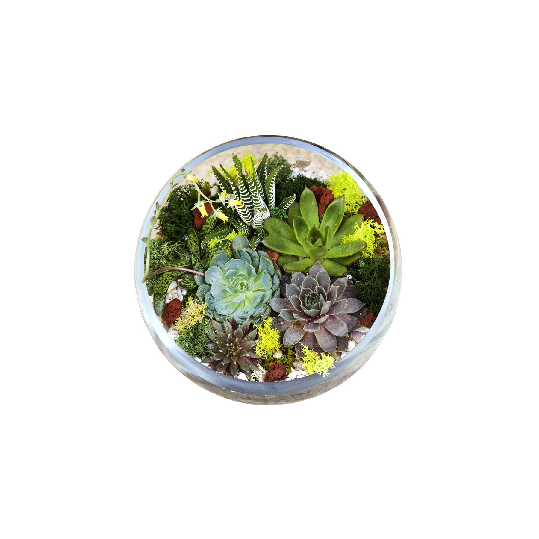 Terrarium le succulents