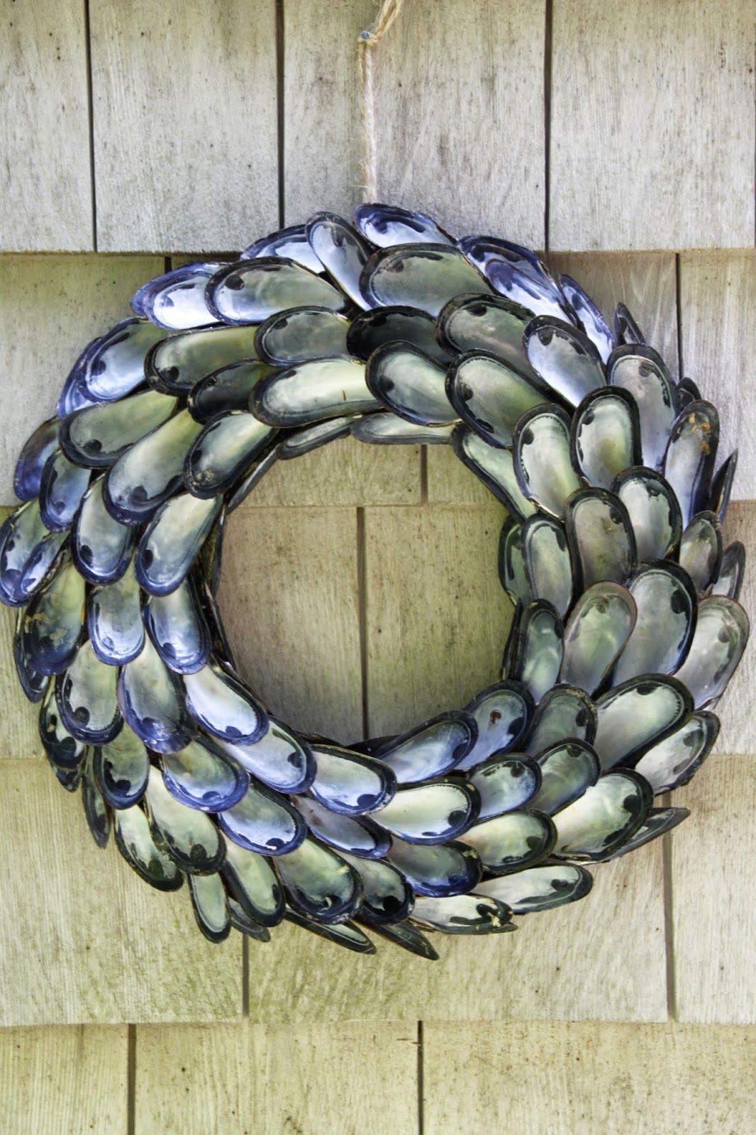 Wreath Shell Spreagtha Cósta