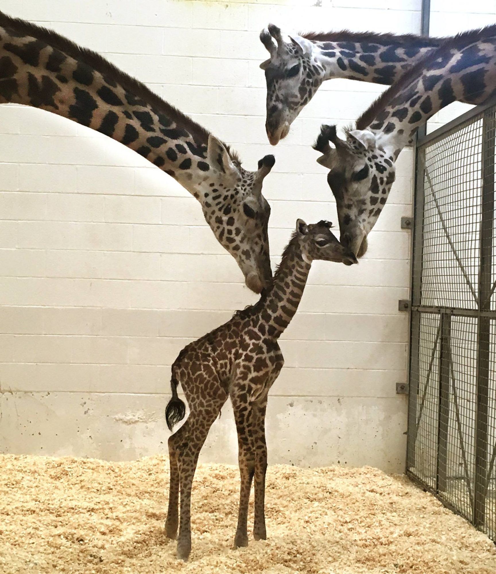 Stebėkite, kaip šis žirafos kūdikis bando žengti pirmuosius žingsnius