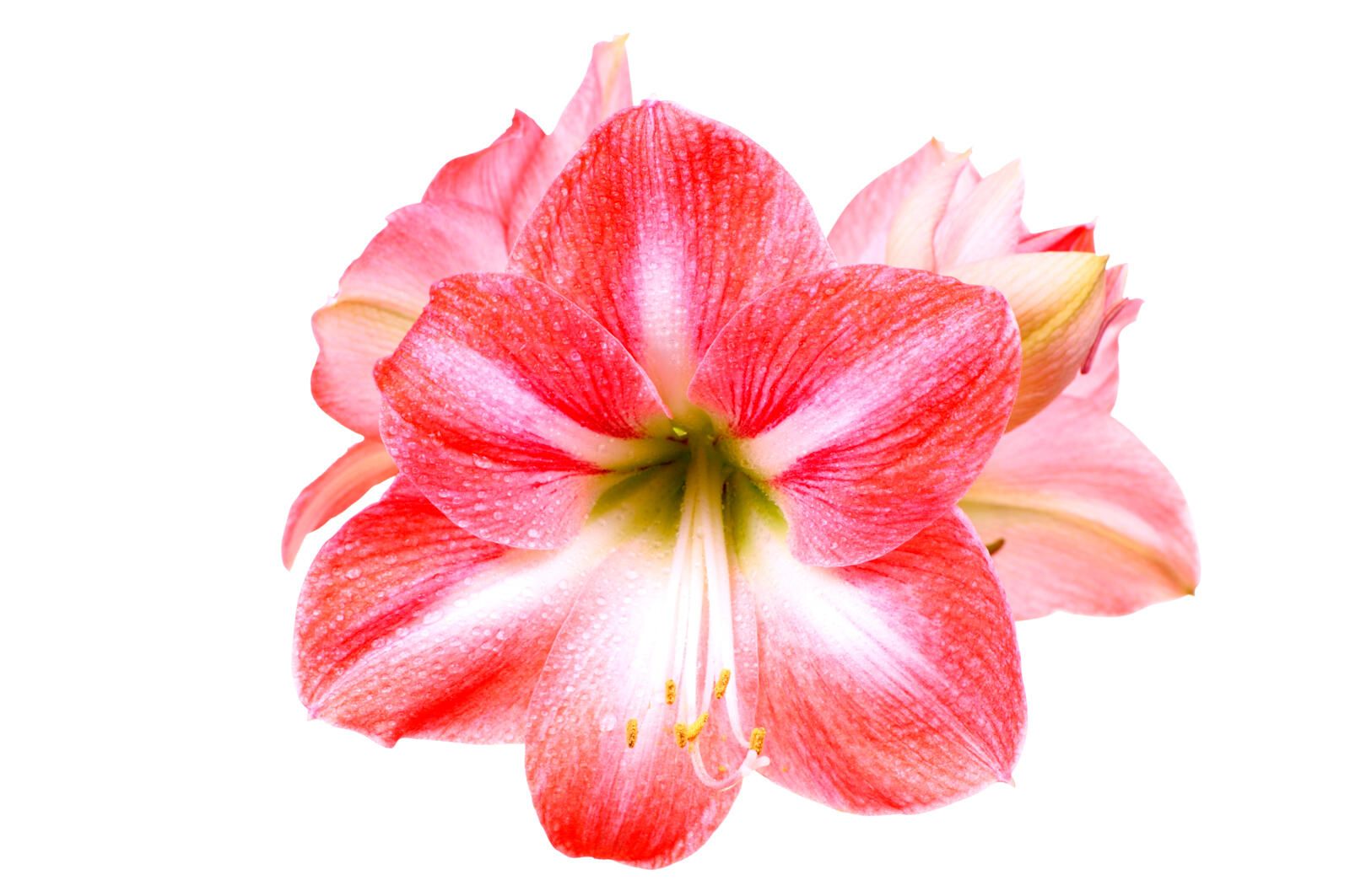 Amaryllis blomsterpleietips