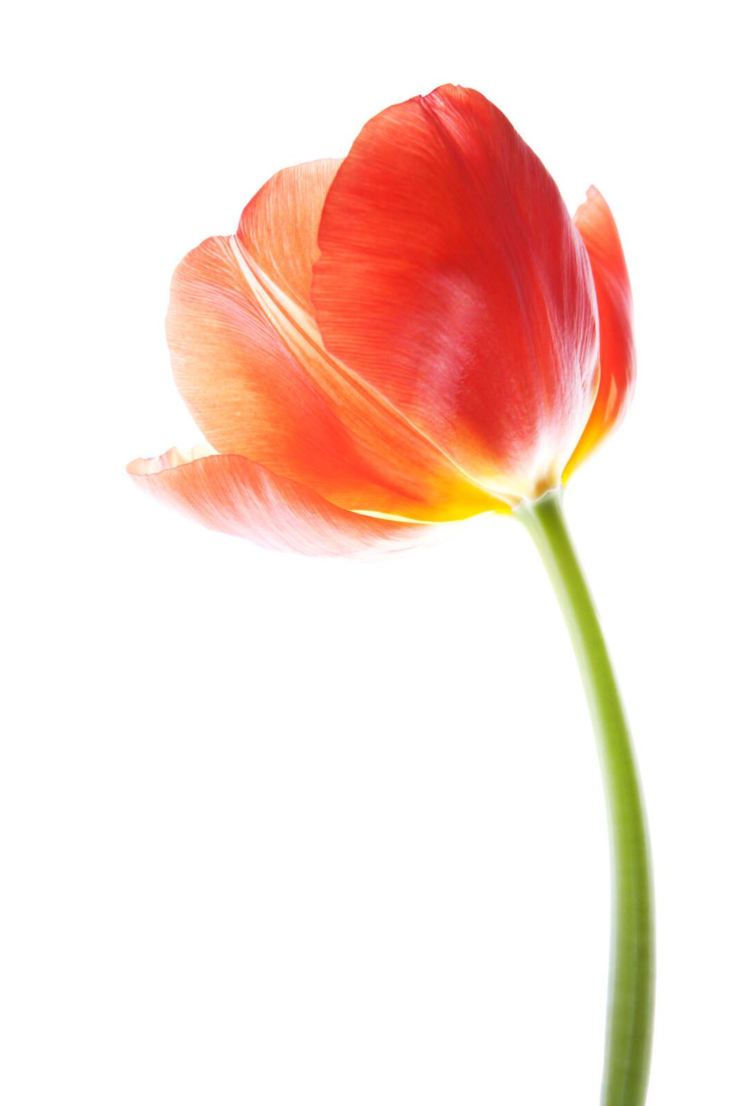 Consejos para el cuidado de las flores de los tulipanes