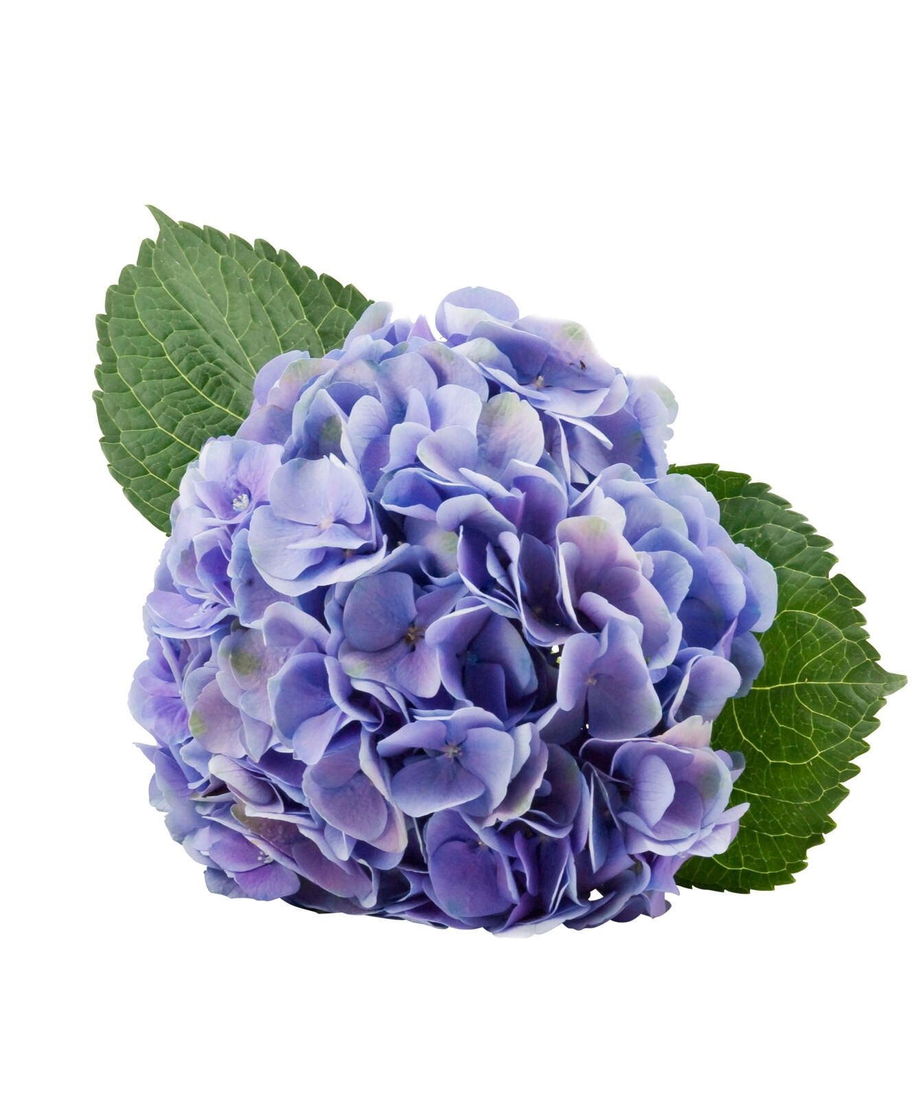 Savjeti za njegu cvijeta hortenzije