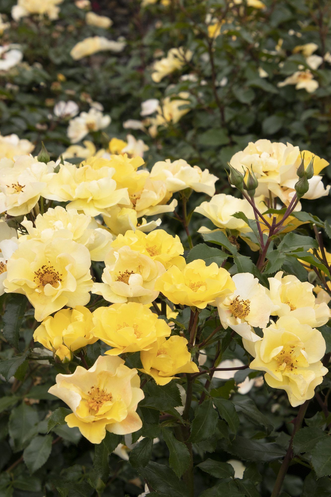Najłatwiejsze róże, drobnoziarniste żółte kwiaty