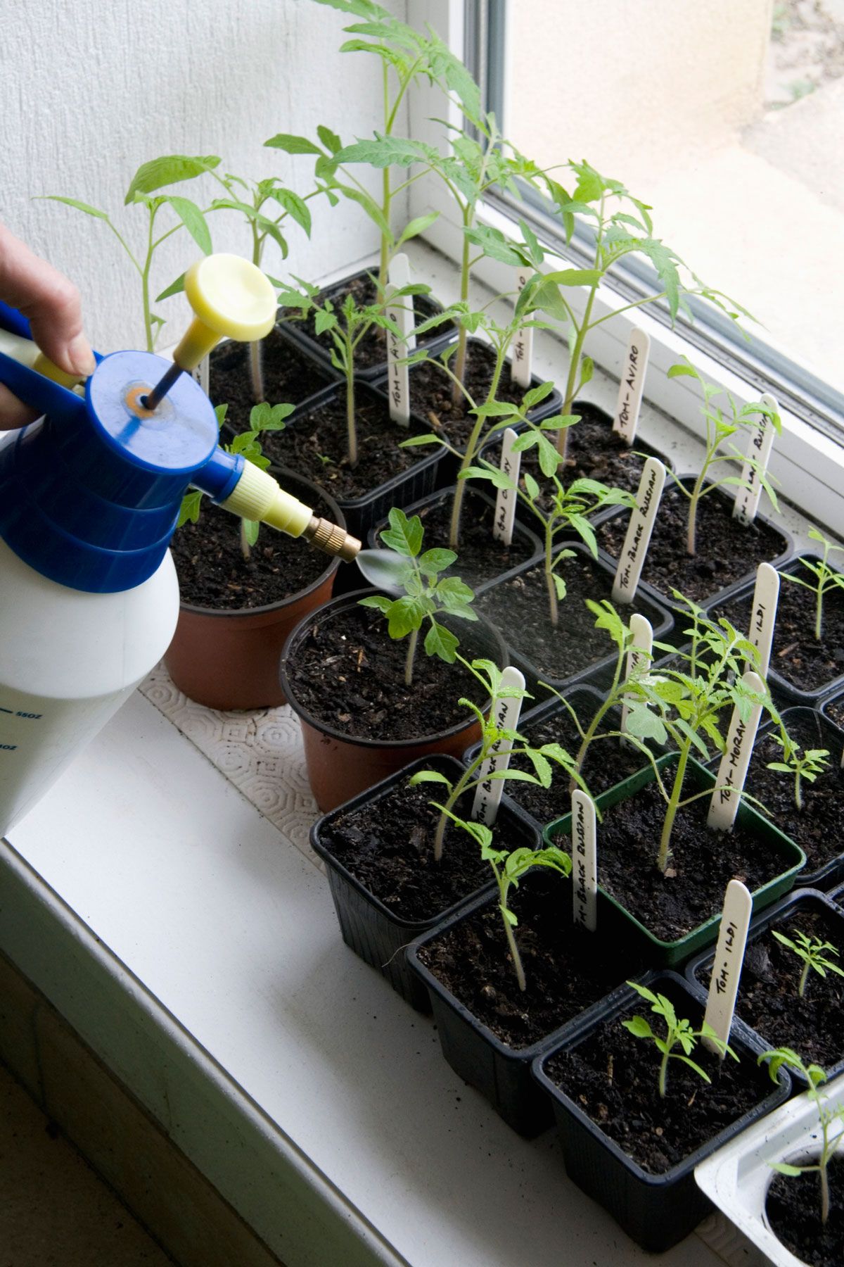 Hvordan du ikke dreper plantene dine, ifølge hagearbeidere