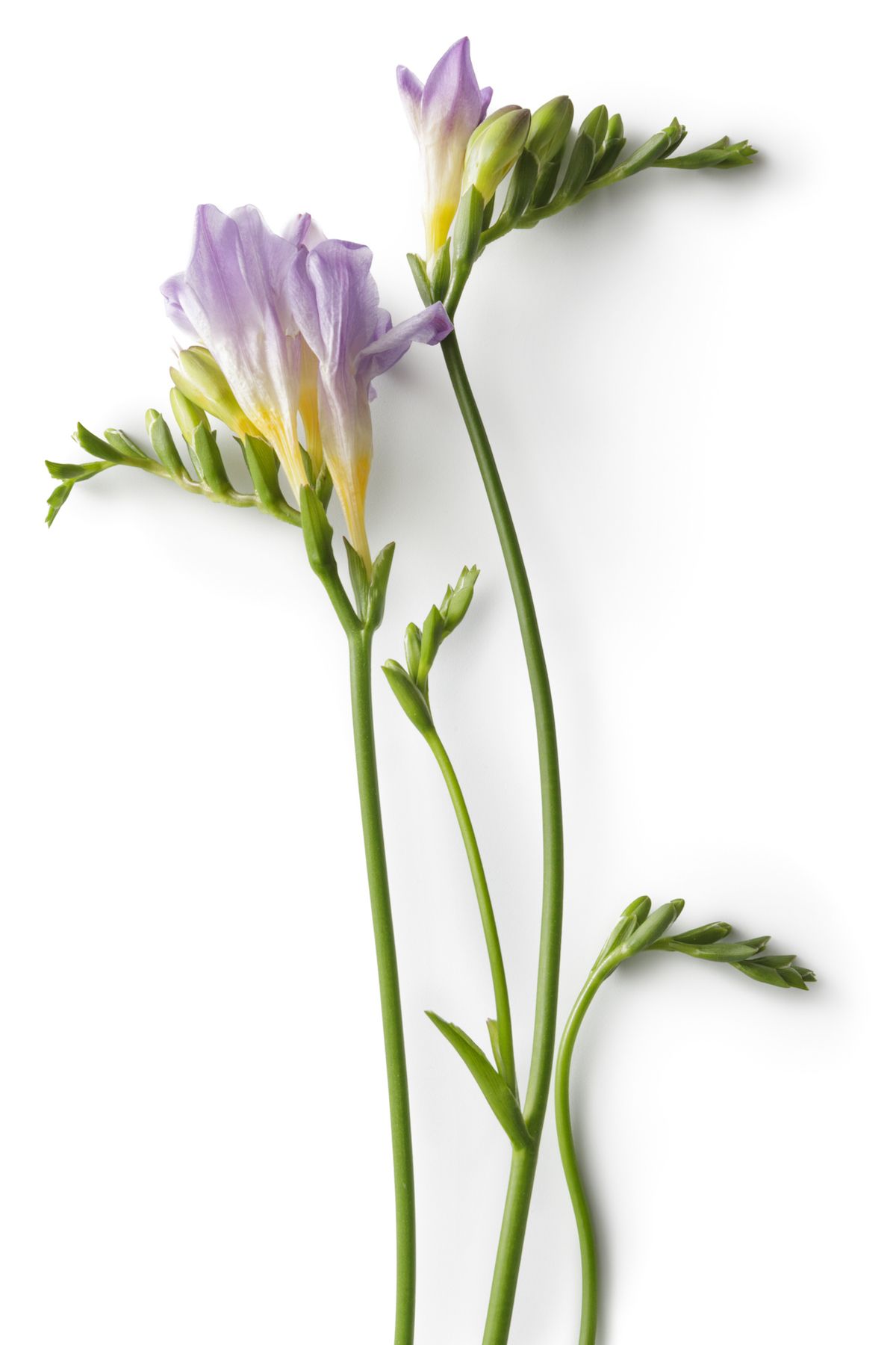 lila frézia virág