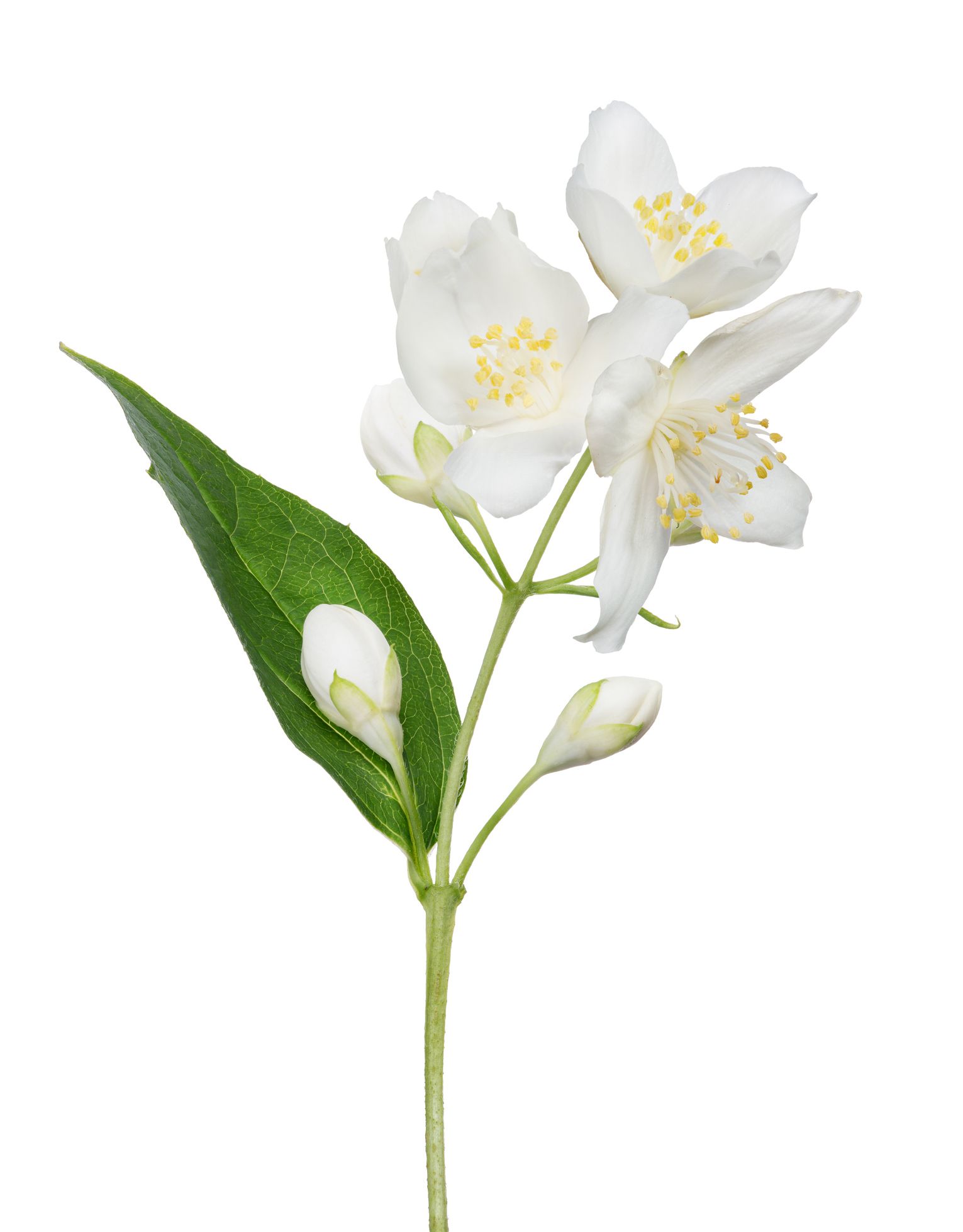 Biele kvety jazmínu