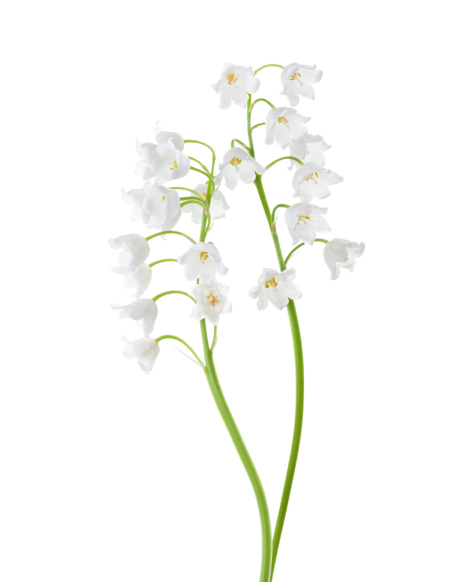 Vadideki beyaz zambak çiçeği