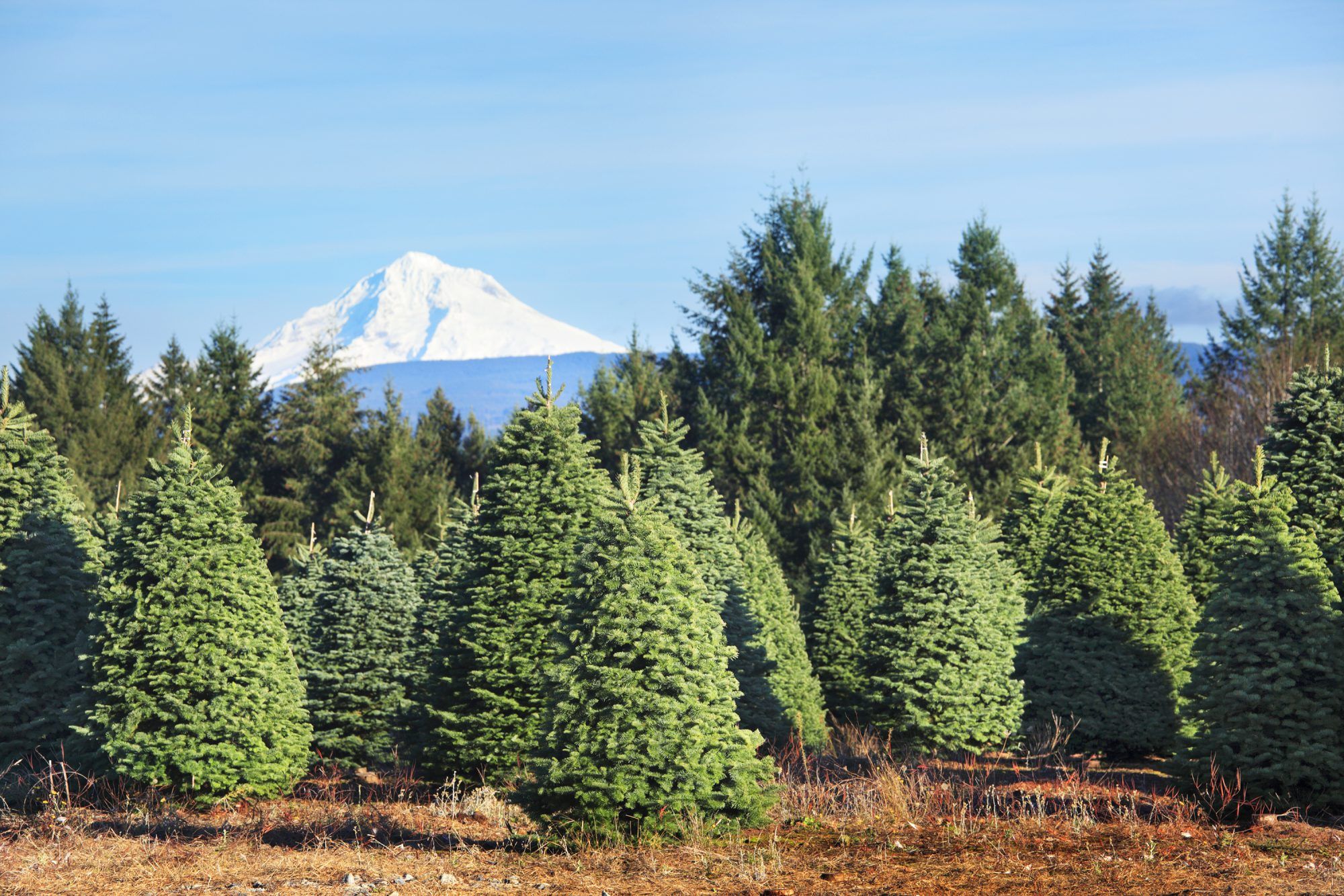Weihnachtsbaumfarm in Mt. Hood, Oregon