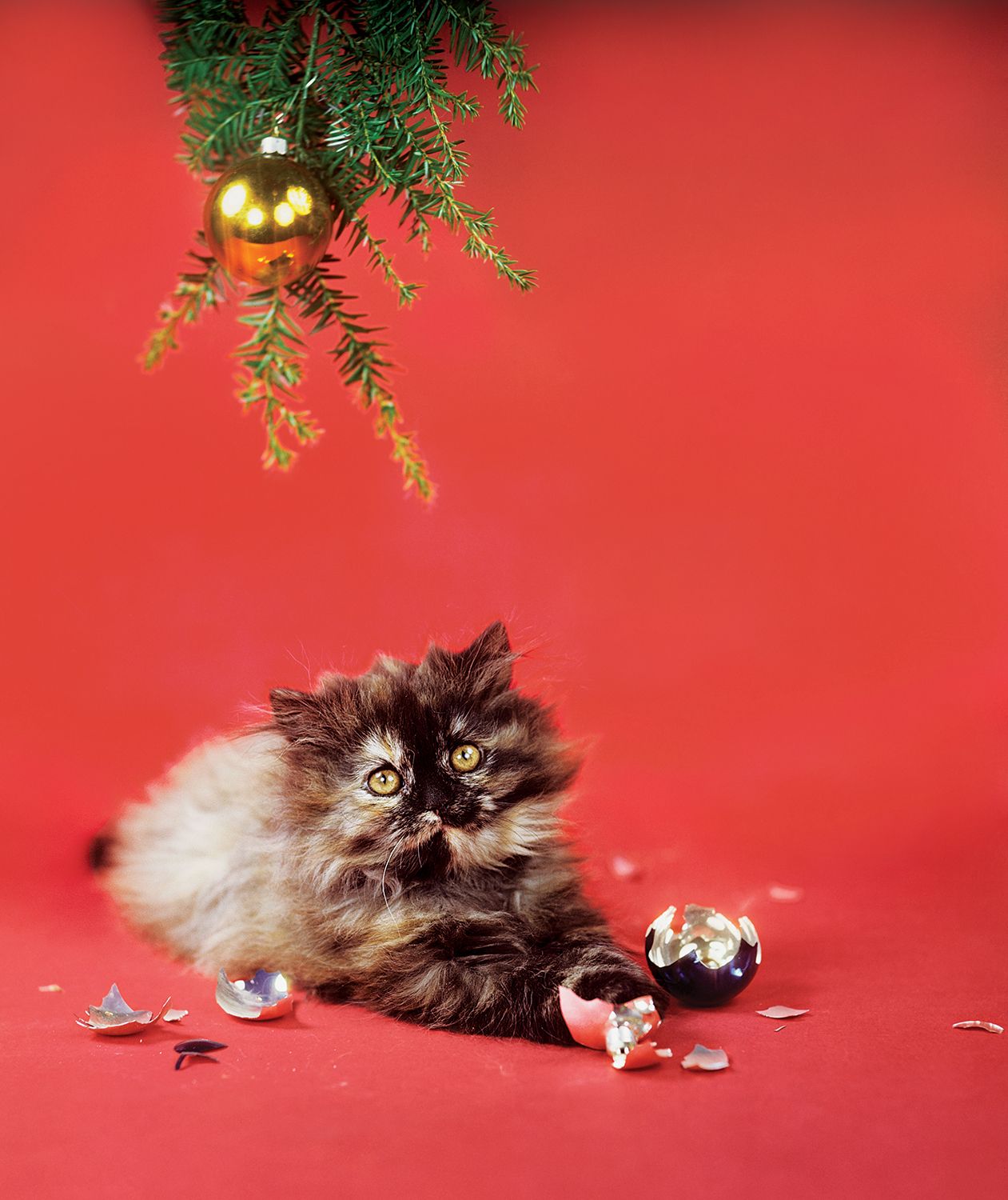 Kaķis ar salauztu Ziemassvētku rotājumu