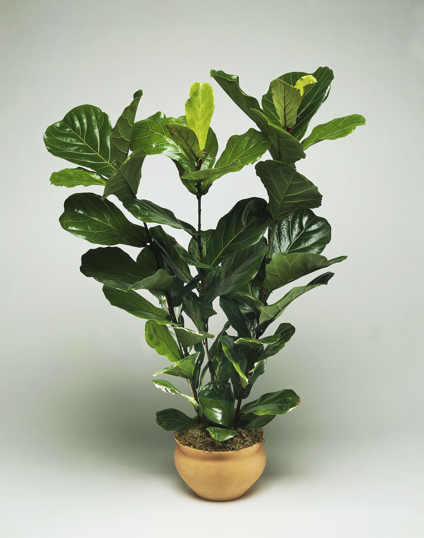 In a Dry Room: Fiddle Leaf Fig Tree