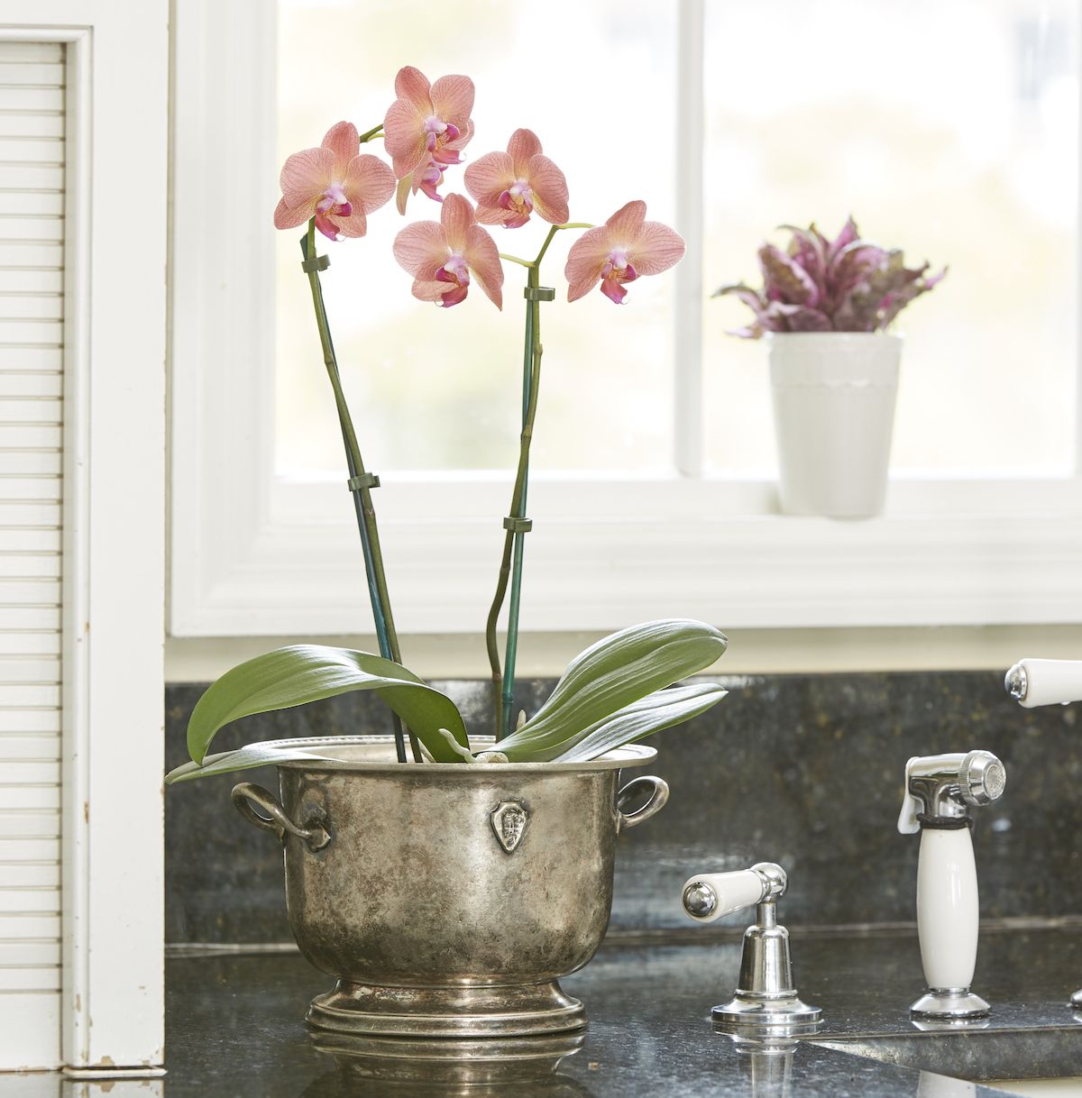Plantas de interior fáciles, orquídea polilla en la mesa auxiliar