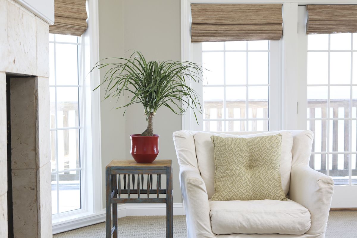 Easy Houseplants Ponytail Palm في غرفة المعيشة