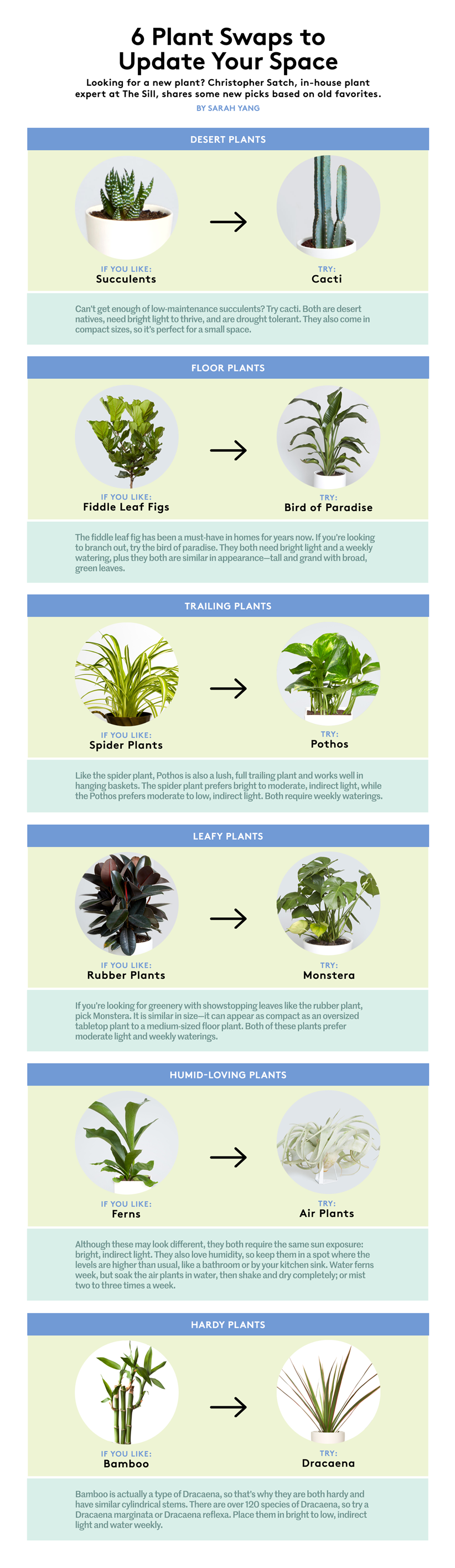 6 החלפות צמחים לעדכון החלל שלך