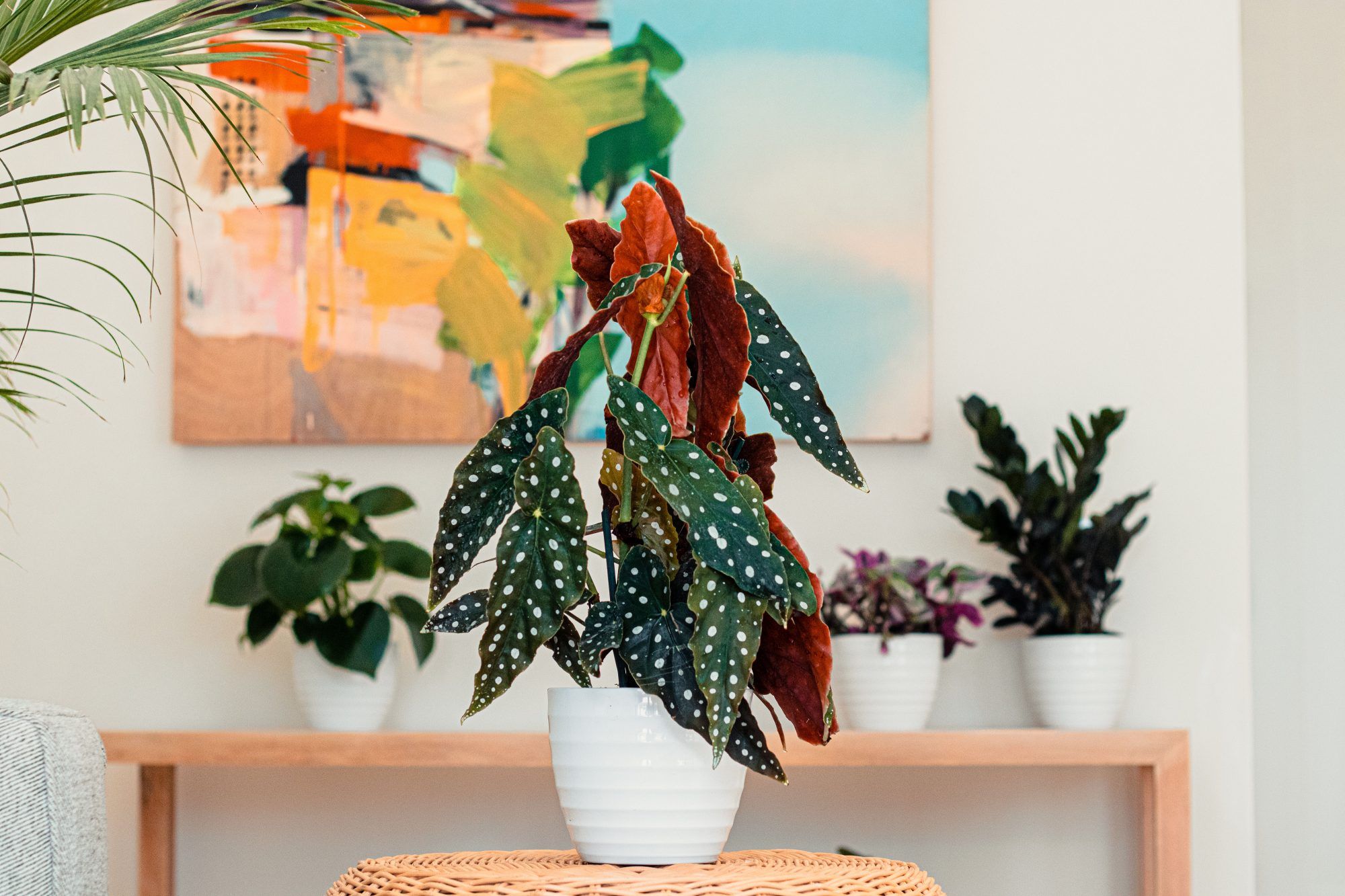 Lernen Sie die Polka Dot Begonia kennen, die pflegeleichte Zimmerpflanze, die zu niedlich aussieht, um echt zu sein