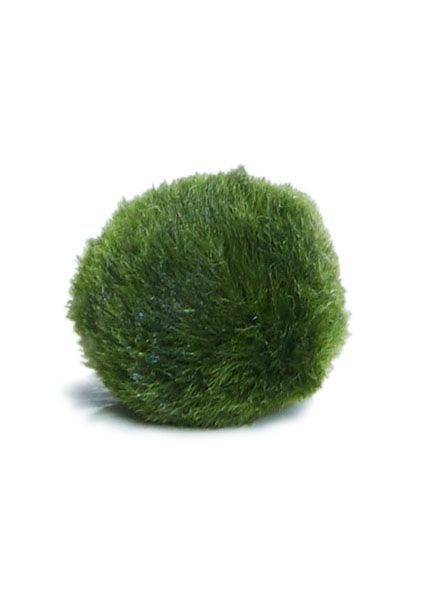 Marimo Moss μπάλα