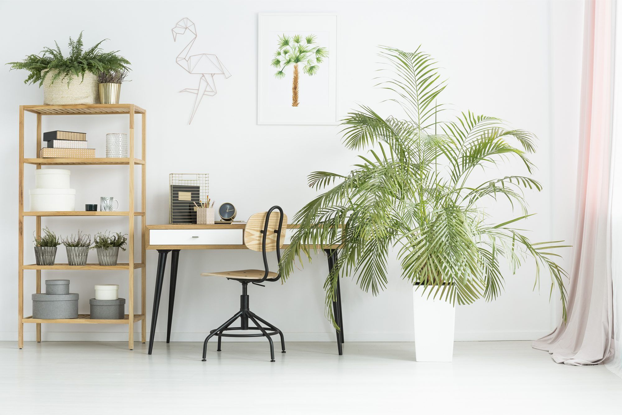 Delovni prostor z notranjo palmo