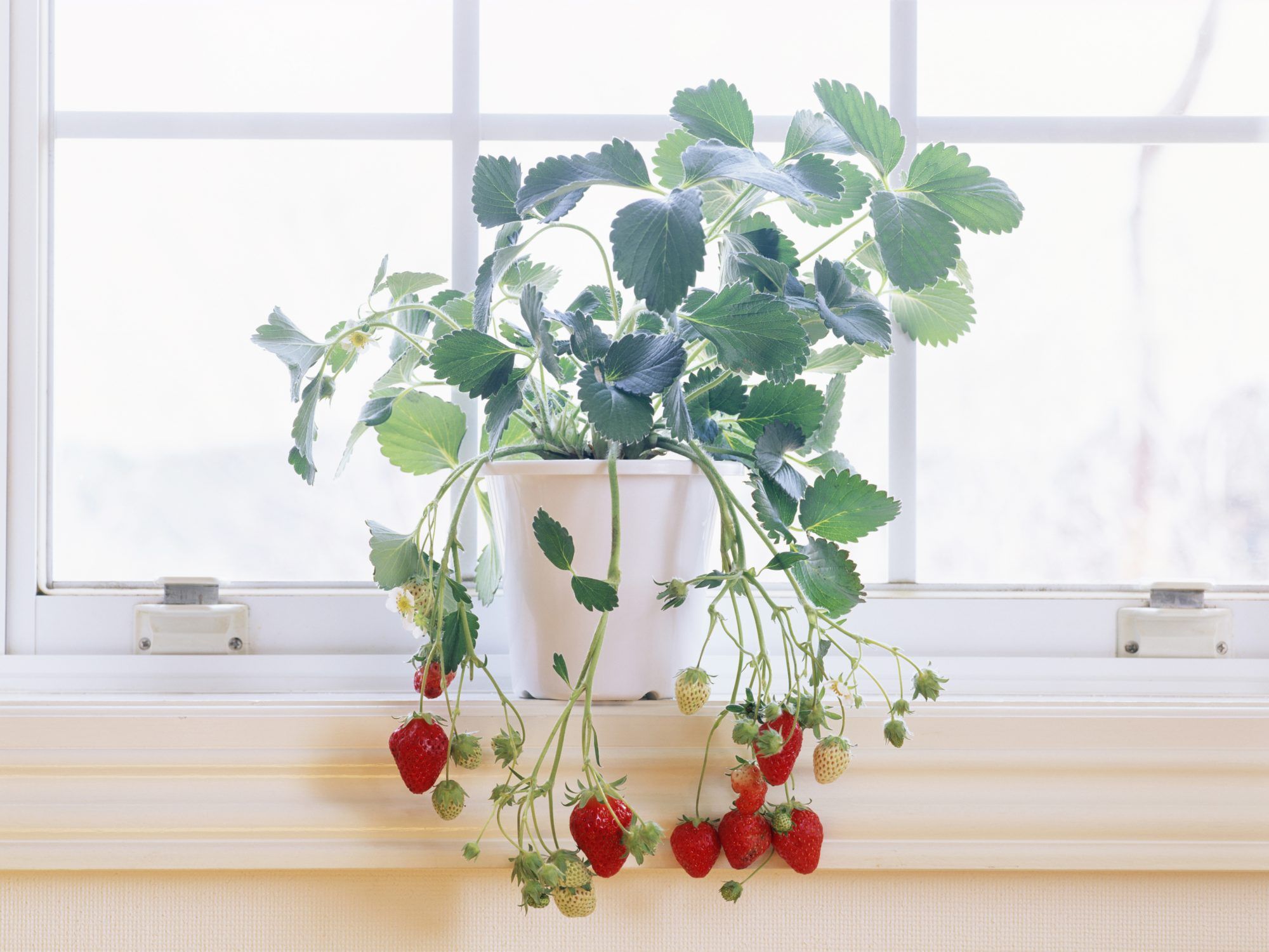あなたが屋内で育てることができる10の果物と野菜