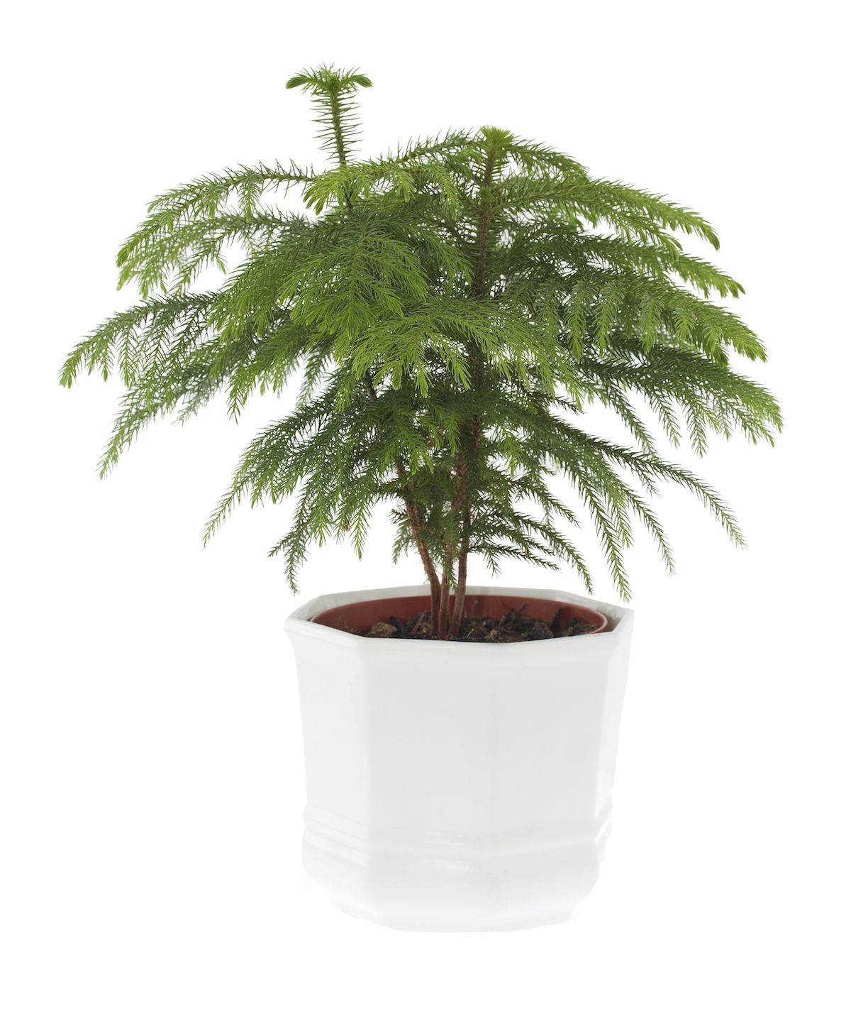 Difficult House Plant, Norfolk Island Pine