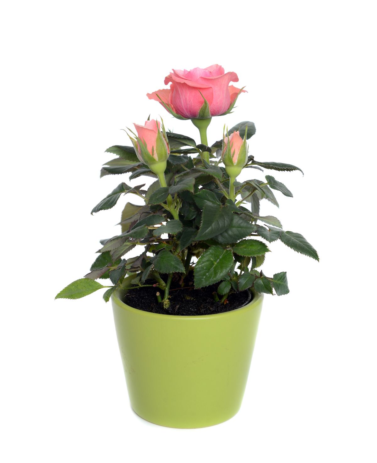 Planta de casa difícil, rosas rosa em miniatura