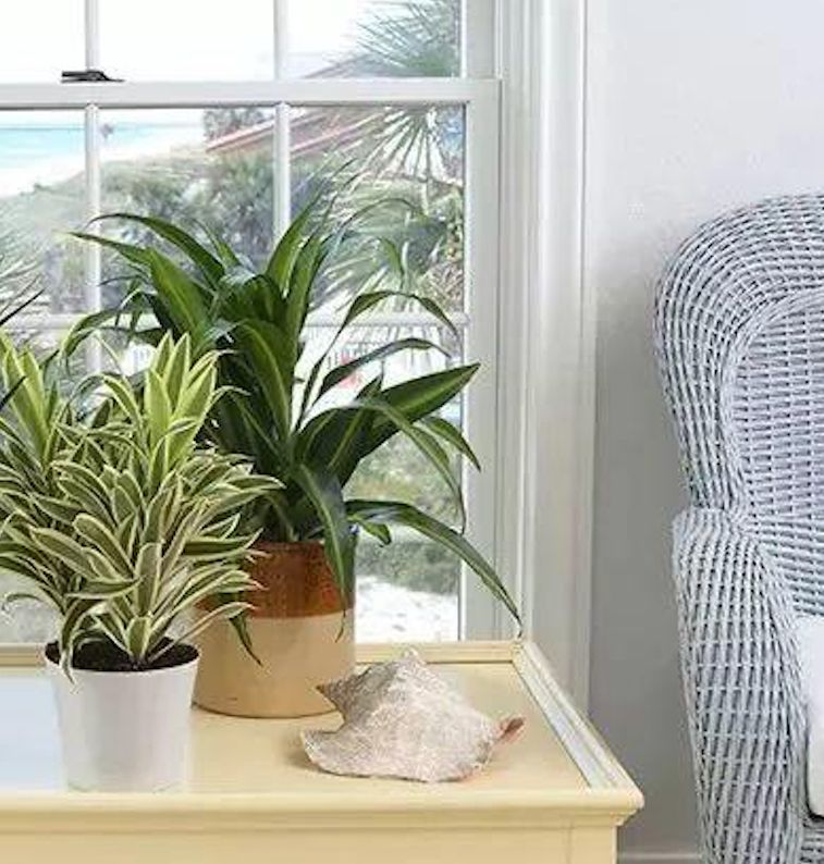 6 rastlin, ki lahko očistijo zrak v vašem domu