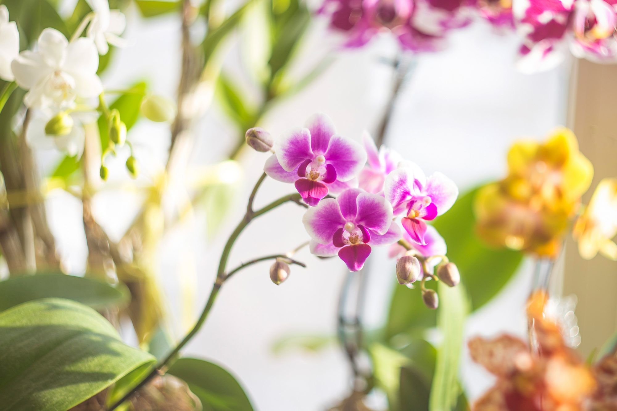 Indendørs blomstrende orkideer