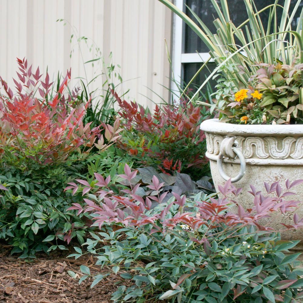 Let at vedligeholde udendørs planter, der tilføjer farve til din gård