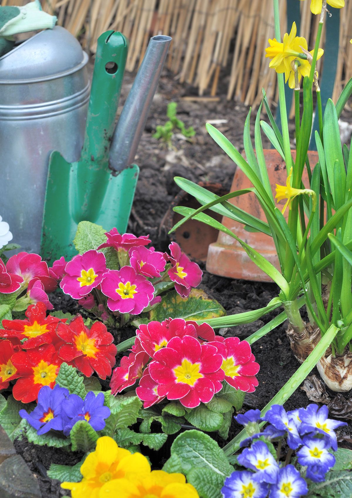 5 maneiras de preparar seu jardim para a primavera