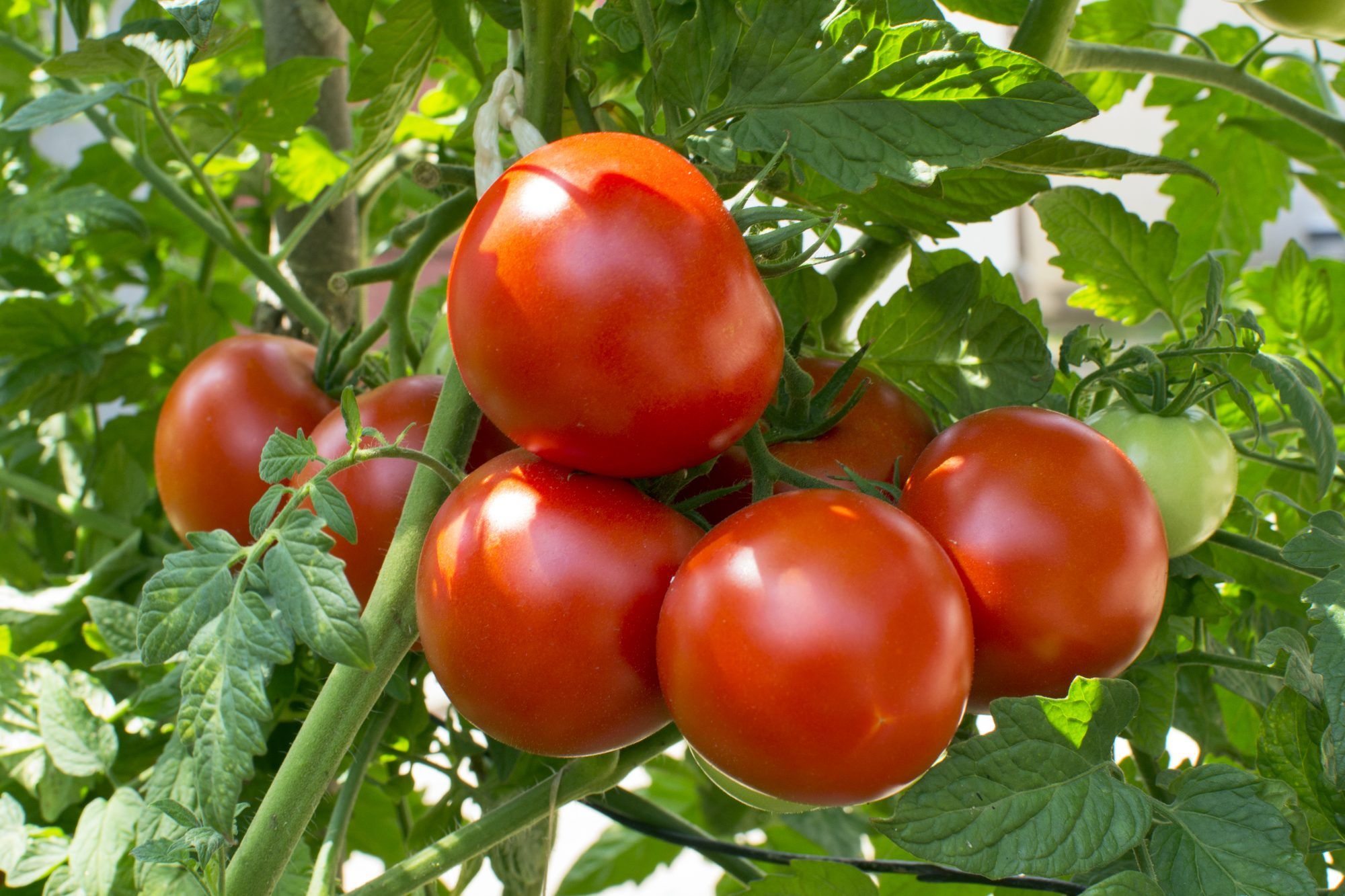 המדריך האולטימטיבי לגידול עגבניות משלך