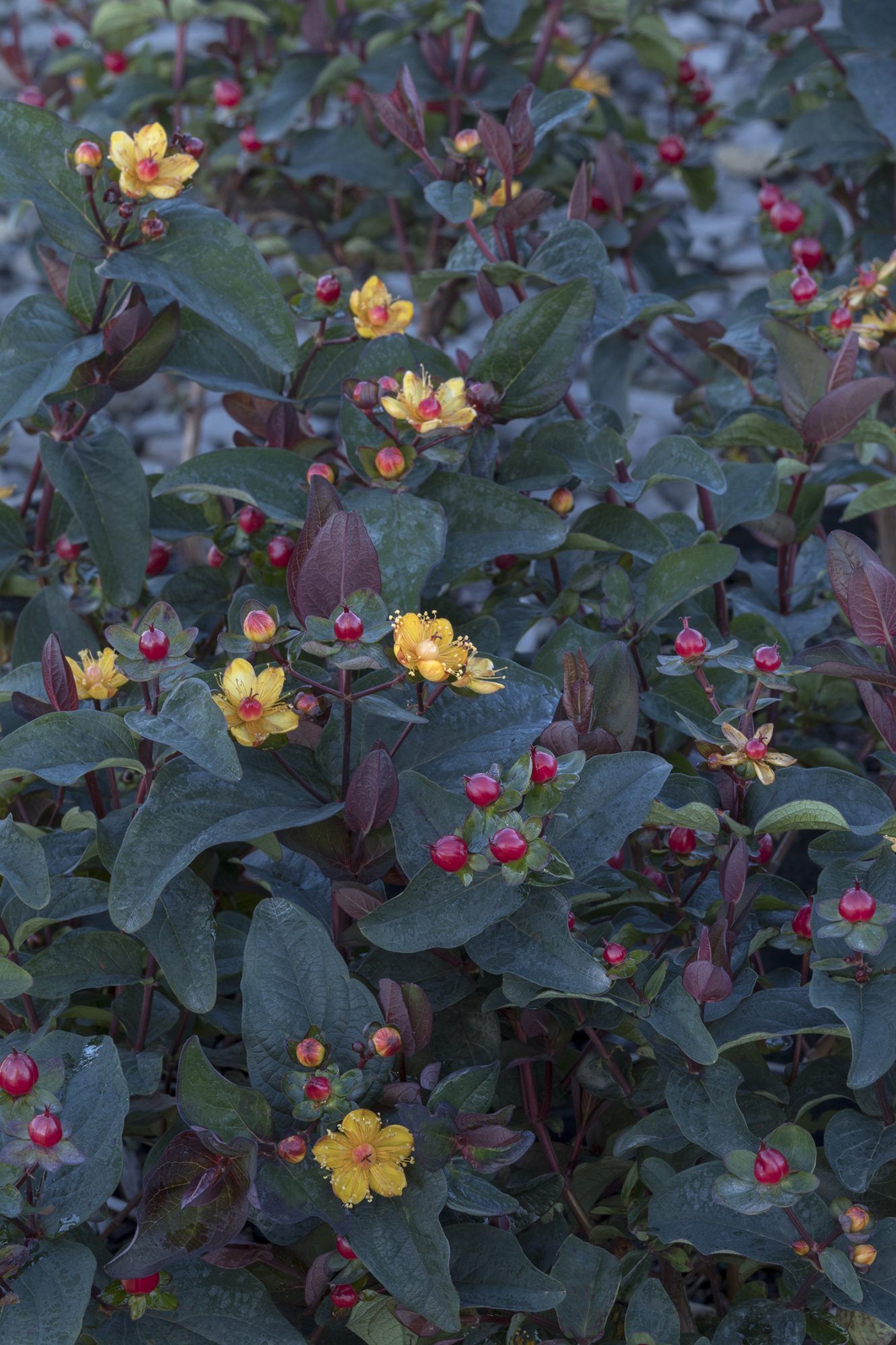 가을 식물, 꽃이 만발한 FloralBerry Sangria Hypericum