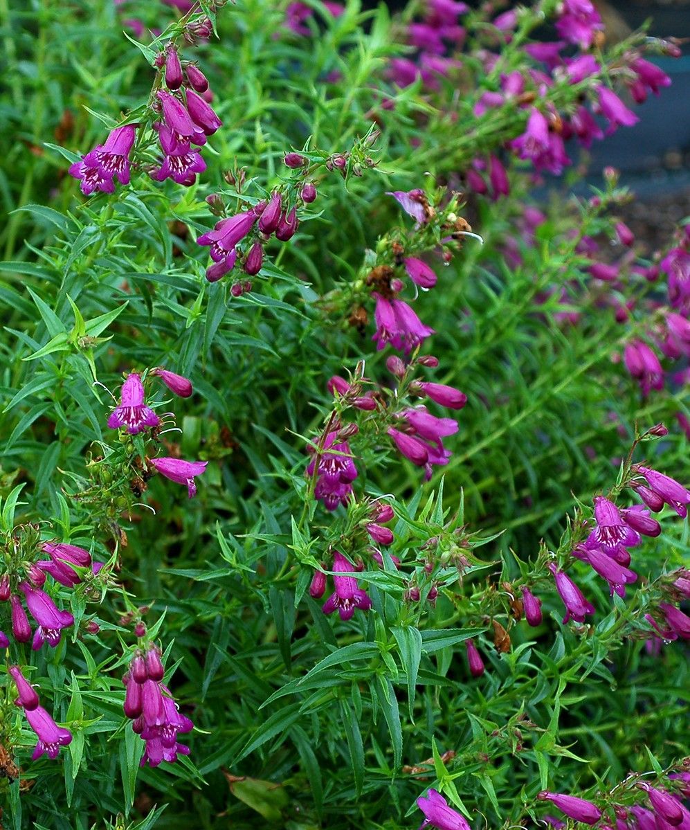 Rudens augalai, purpurinė purpurinė barzdos liežuvis