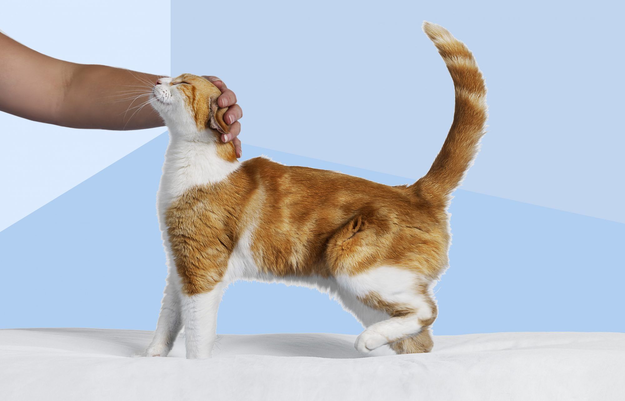 Rezultatele unui nou studiu asupra animalelor de companie dezvăluie vești minunate pentru proprietarii de pisici