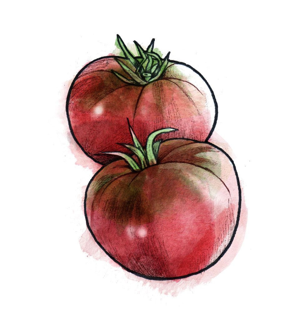Cherokee Lila Tomaten