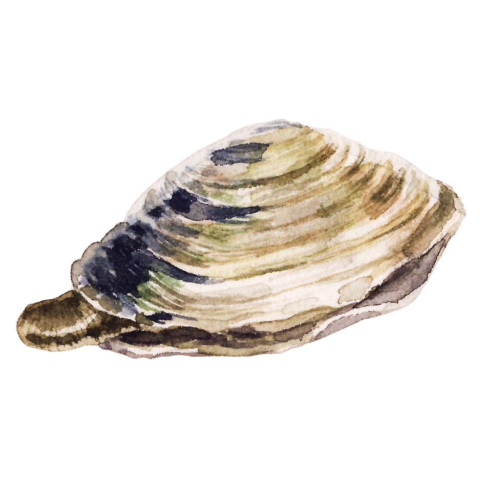 Typer av musslor - Musselmjölk från Soft Shell (Steamers)