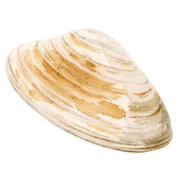 Arten von Muscheln - Surf Clams Bild
