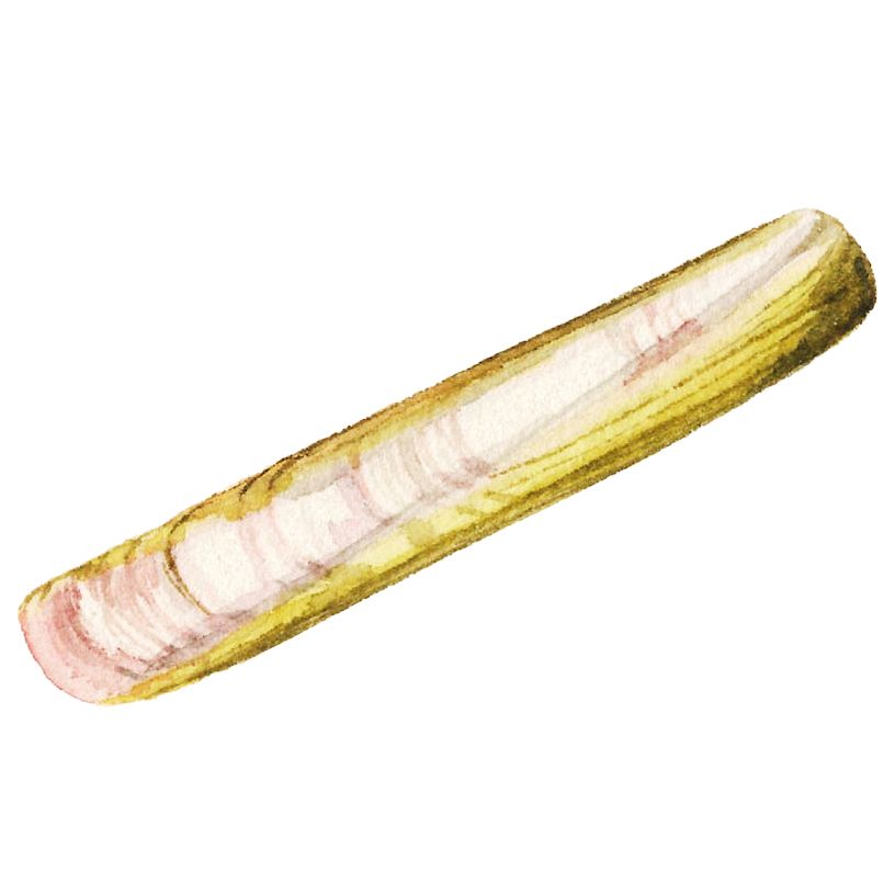 Vrste školjki - slika Razor Clams
