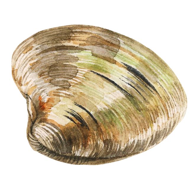 Arten von Muscheln - Hard Shell Muschel Bild