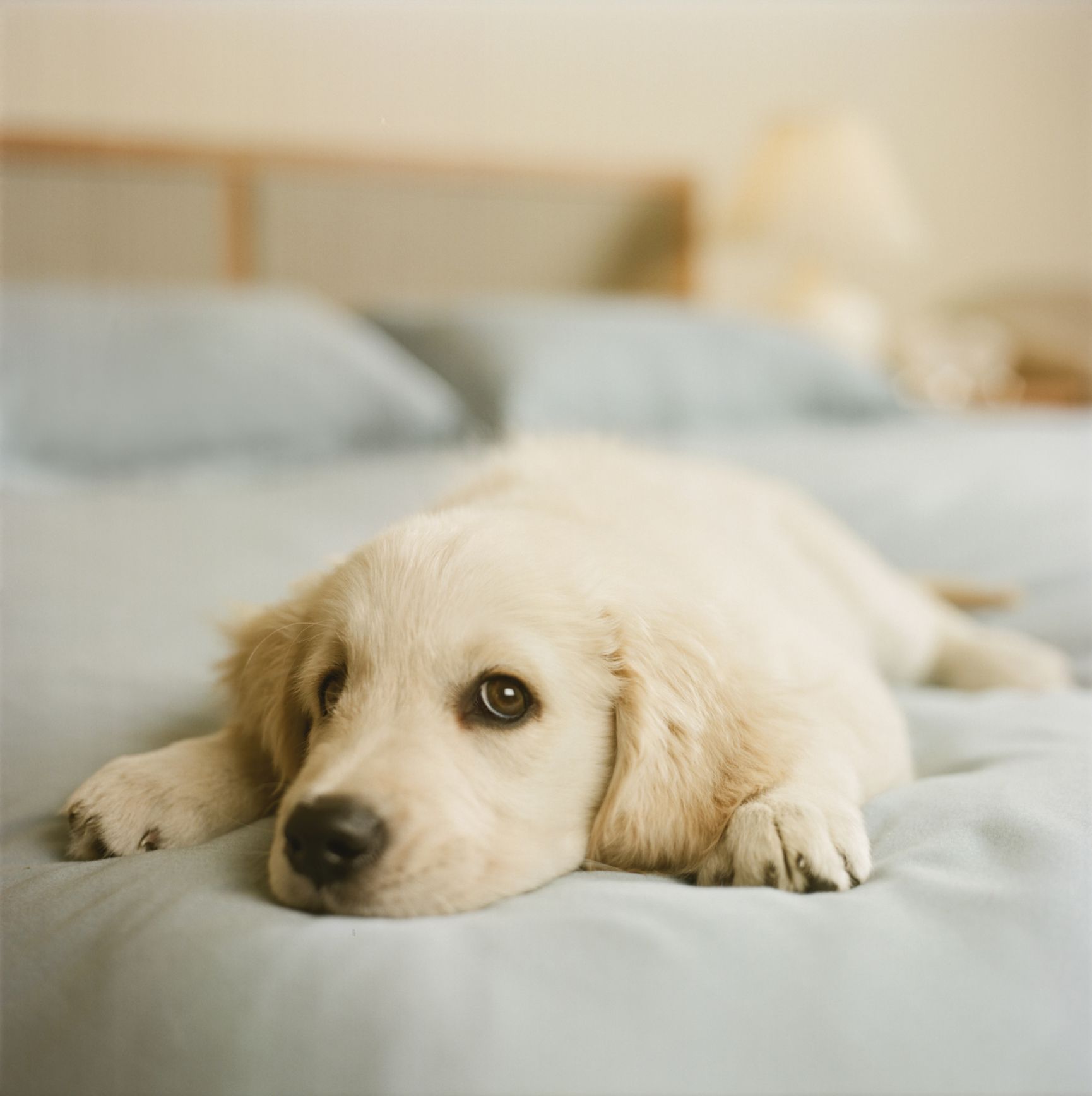 hund på senga