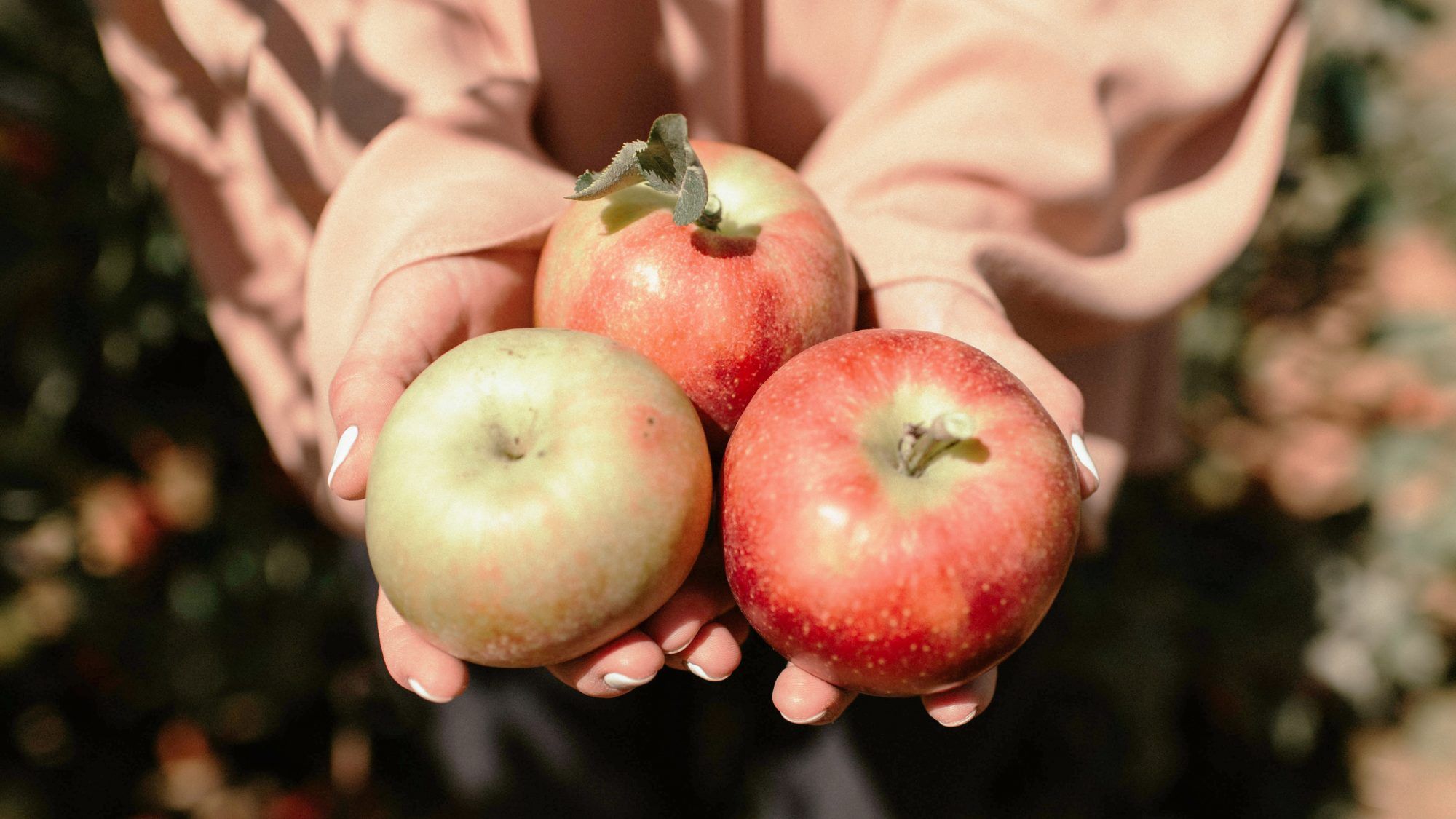 50 melhores lugares para visitar a Apple escolhendo no Yelp: mulher segurando maçãs no outono